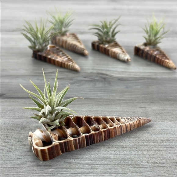 🌿Air Plant In Shell🌿 - Picture 2 of 8